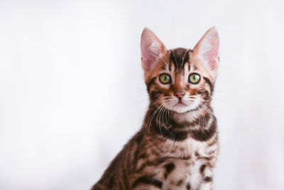 Close-up portrait of a cat against white background