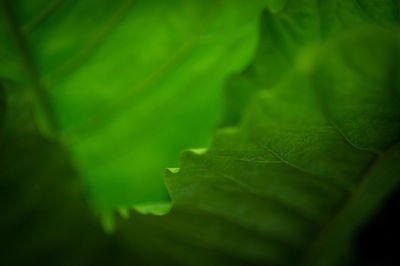 Full frame shot of leaves