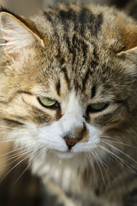 Close-up portrait of a cat