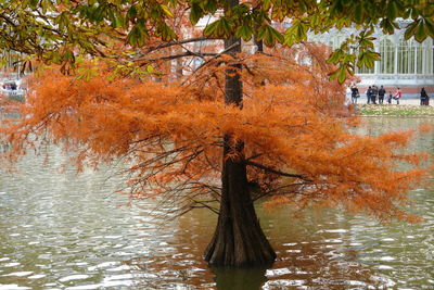 Tree by lake during autumn