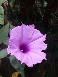 Close-up of pink flower