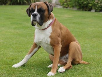 Close-up of dog sitting on field