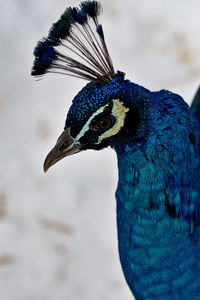 Close-up of a peacock