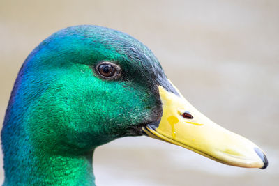 Lonely male mallard duck with shiny green feathers in close-up view of its head with yellow beak