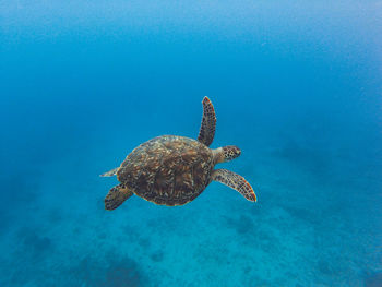 Sea turtle swimming in the sea