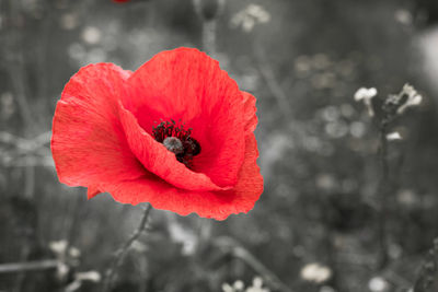 Close-up of red poppy