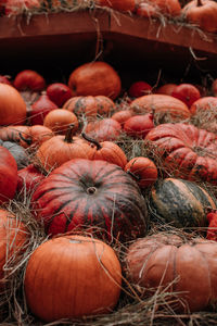 Thanksgiving holiday. halloween. lots of orange pumpkins in a hay. farmer's market. autumn harvest. 