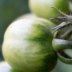 Close-up of ripening tomatoes on the plant 