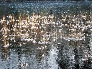 View of birds in lake