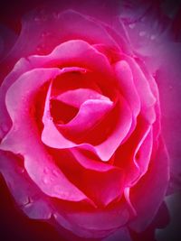 Close-up of pink rose