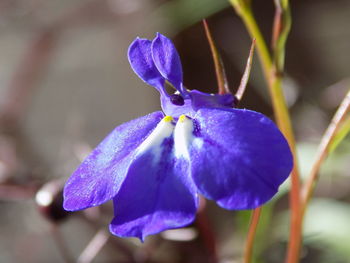 Close-up of purple flower blooming outdoors