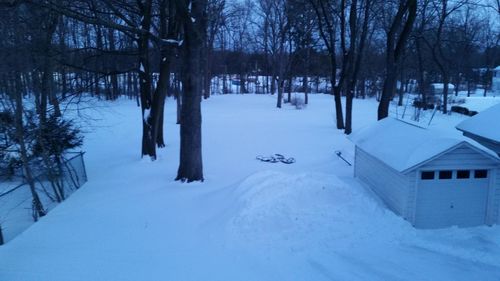 Snow covered trees in winter