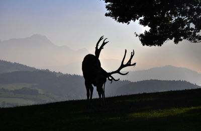 Deer on field against sky