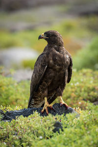 Close-up of a bird perching on a land