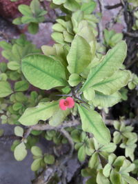 Close-up of pink flowering plant