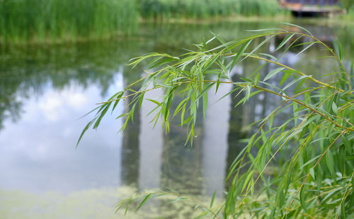 Grass and water. willow branch on the background of the lake. natural landscape