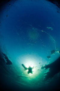 Low angle view of silhouette fish swimming in sea