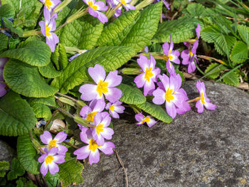 High angle view of purple flowering plants on field