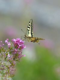 Close-up of butterfly pollinating on pink flower