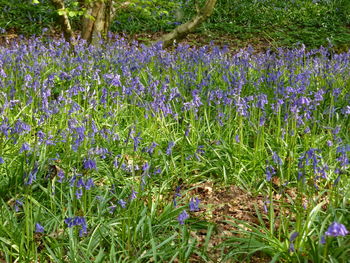 Purple flowers in grass