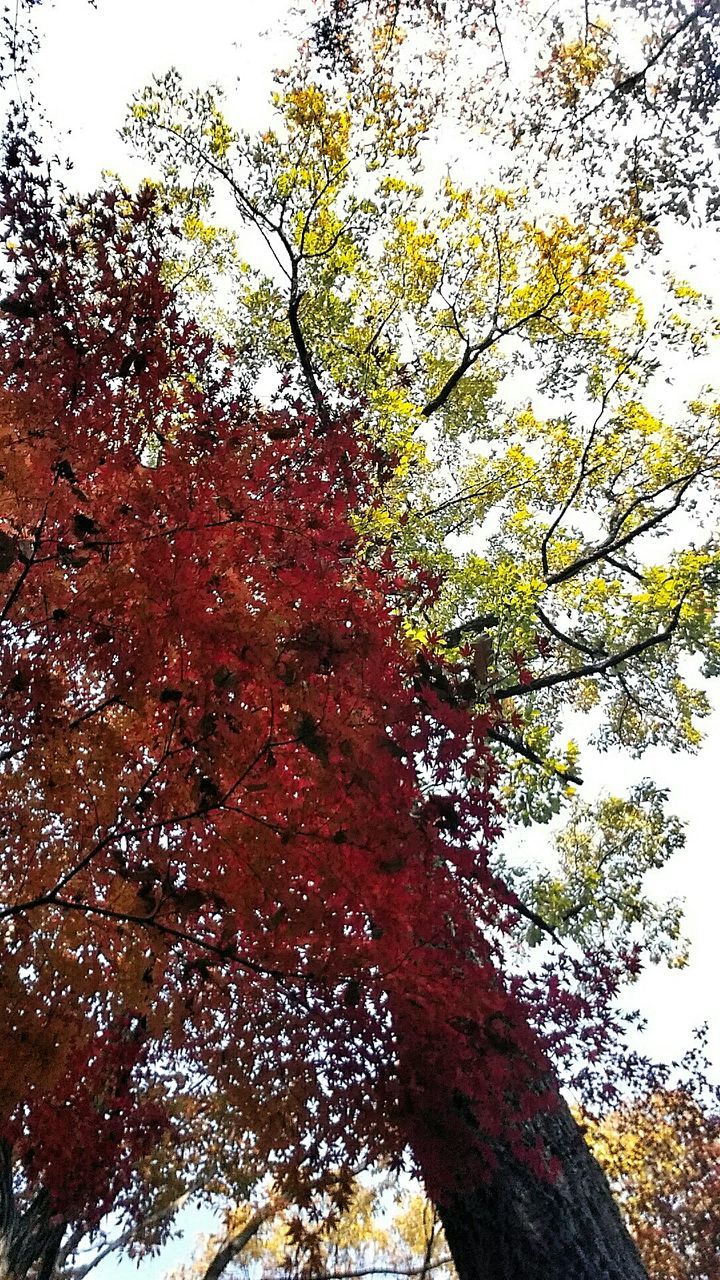 tree, low angle view, branch, growth, tree trunk, nature, tranquility, beauty in nature, clear sky, sky, sunlight, day, outdoors, no people, leaf, autumn, scenics, green color, tranquil scene, change