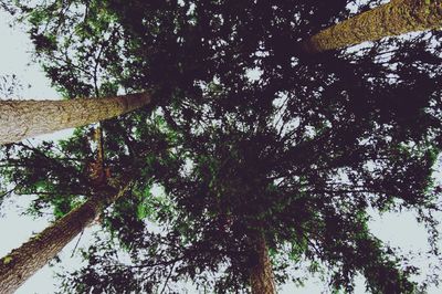 Low angle view of trees against clear sky