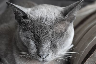 Close-up of a cat with eyes closed