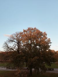 Trees on field against clear sky