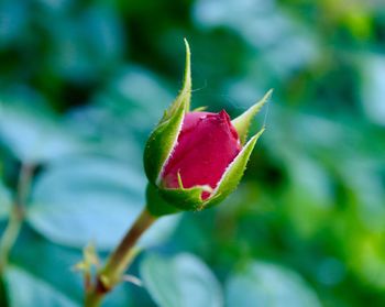 Close-up of red rose bud