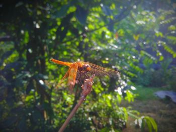 Close-up of dragonfly on plant