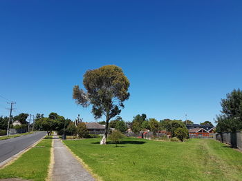 Trees against clear blue sky