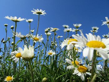 Close-up of white daisy flowers blooming in field