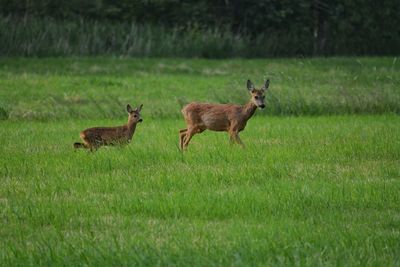 Deer in a field