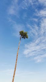 Low angle view of tree against blue sky