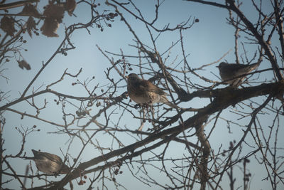 Low angle view of bird perching on branch