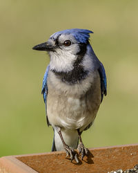 Close-up of blue jay perching on wood