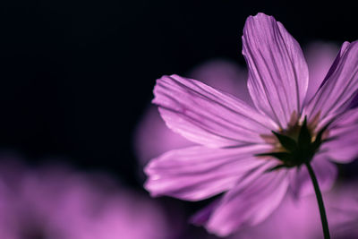 Close-up of pink flower against black background