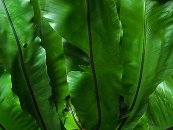 Full frame shot of green leaves