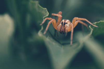 Close-up of spider on green plant