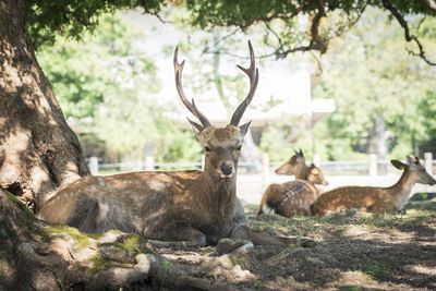 View of deer relaxing on tree trunk