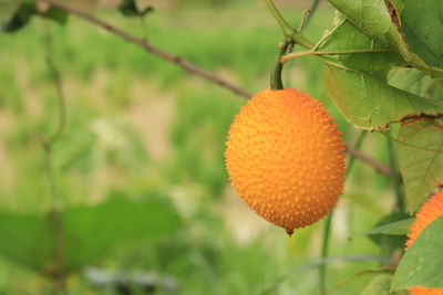 Close-up of orange fruit on tree