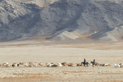 View of sheep on field