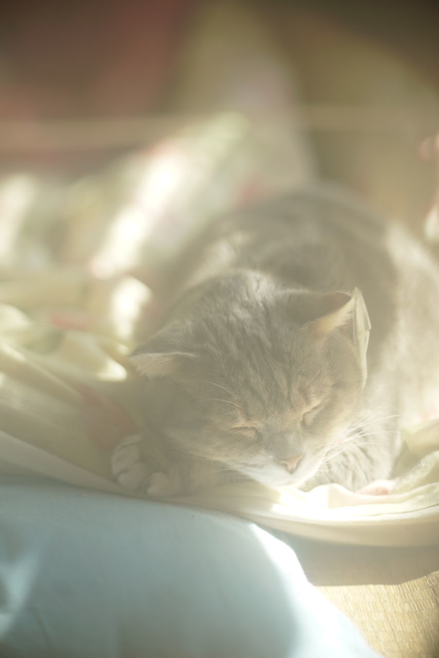 cat, white, animal themes, animal, domestic animals, pet, mammal, one animal, skin, sunlight, close-up, lens flare, domestic cat, selective focus, indoors, feline, no people, macro photography, nature, day, whiskers, animal body part, sunbeam