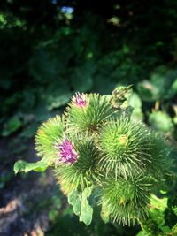 Close-up of thistle blooming outdoors