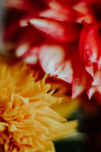 Full frame shot of red rose flower