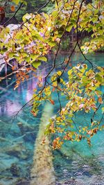 Close-up of autumn leaves floating on water