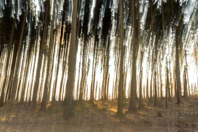 Trees growing in forest