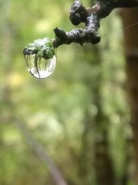 Close-up of water drops on plant