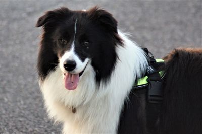 Portrait of dog standing