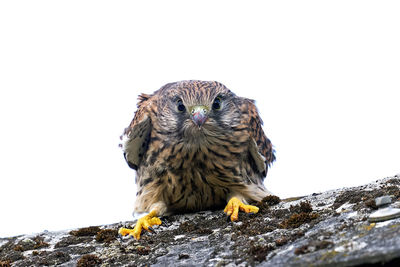 Close-up of owl perching on wood against clear sky